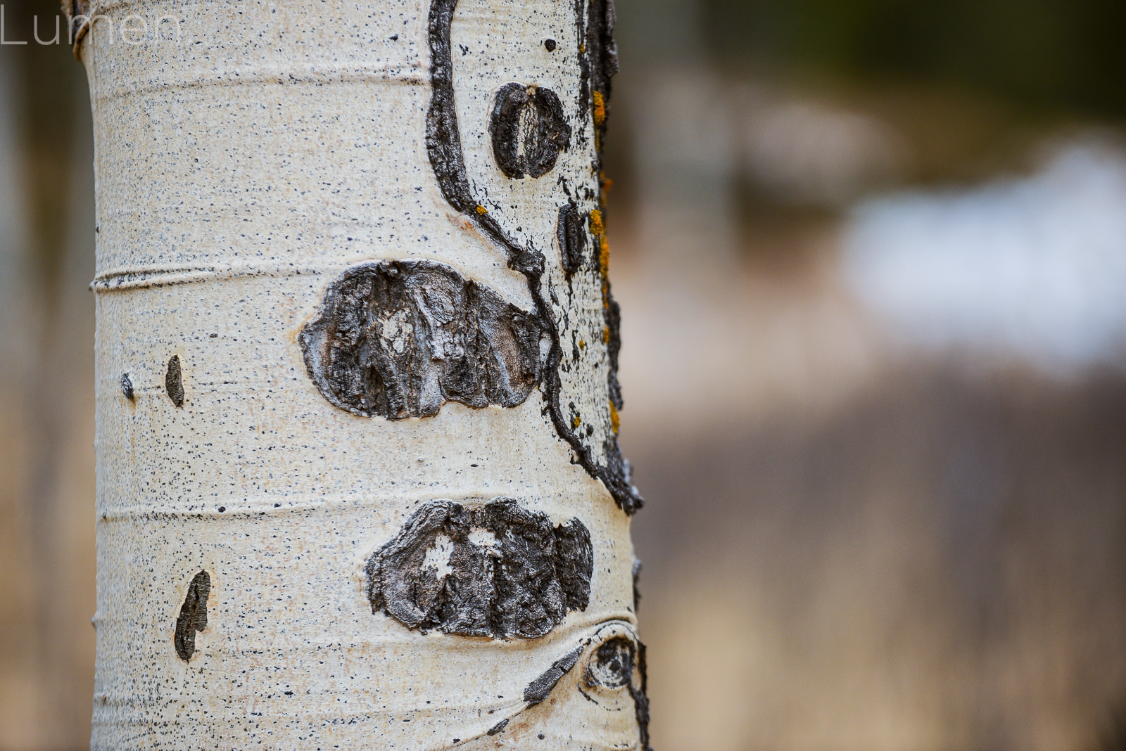 North Shore Minnesota Landscape Photography, birch, tree, lumen photography, adventurous, couture