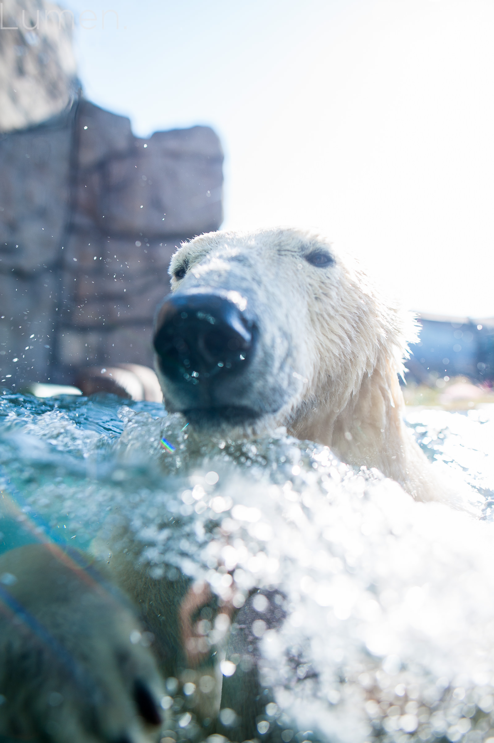 como zoo engagement session, adventurous  engagement photography,  st. paul, minnesota, minneapolis, lumen photography, shelby, josten