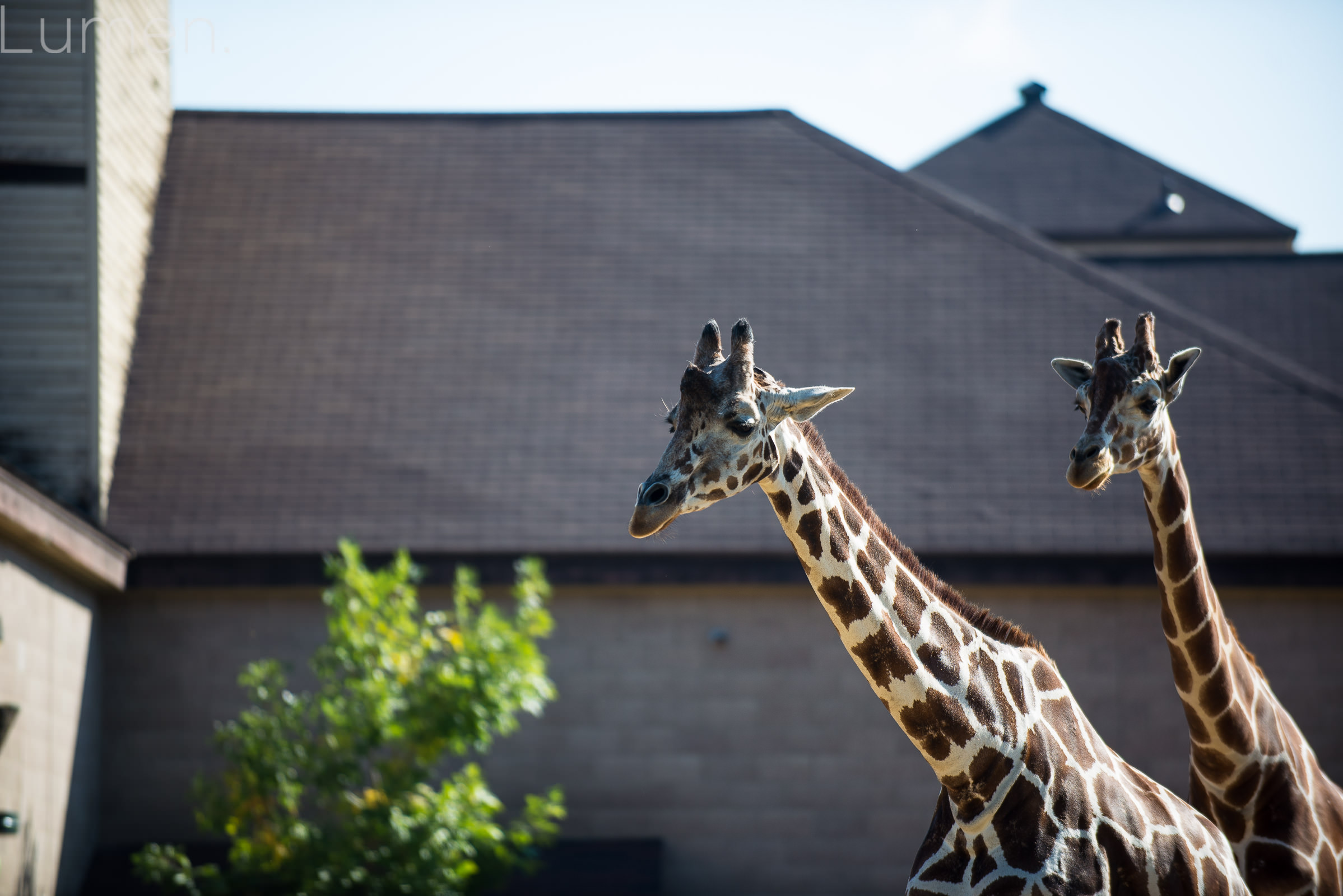 como zoo engagement session, adventurous  engagement photography,  st. paul, minnesota, minneapolis, lumen photography, shelby, josten