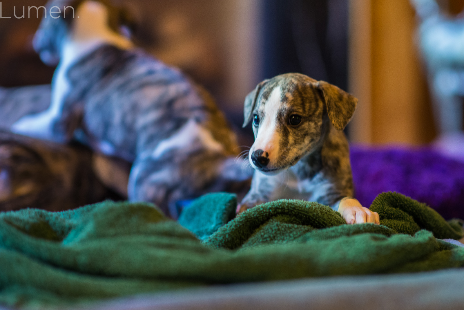 puppy preview, lumen photography, adventurous photography, couture, duluth, minneapolis, minnesota, whippet, dog