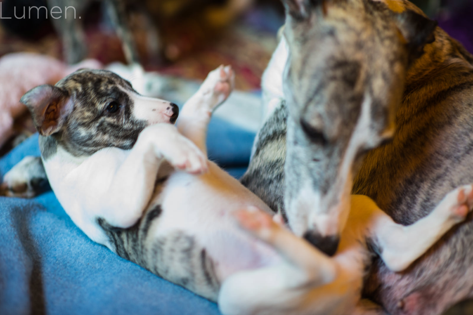 puppy preview, lumen photography, adventurous photography, couture, duluth, minneapolis, minnesota, whippet, dog