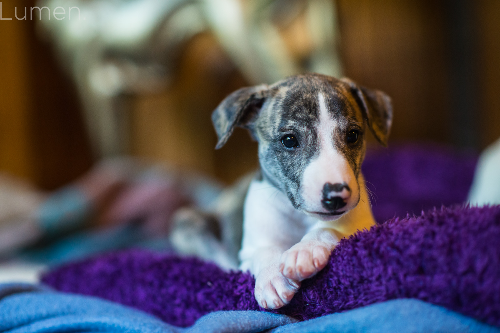 northwind whippets, puppy preview, lumen photography, adventurous photography, couture, duluth, minneapolis, minnesota, whippet, dog