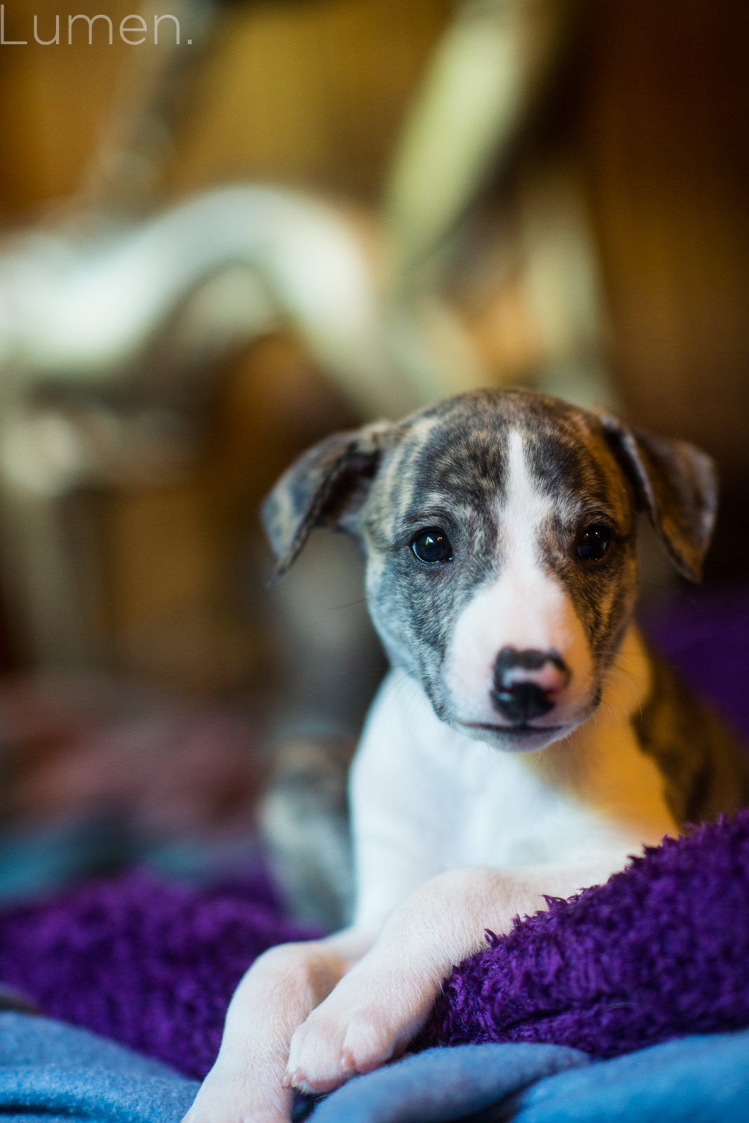 northwind whippets, puppy preview, lumen photography, adventurous photography, couture, duluth, minneapolis, minnesota, whippet, dog