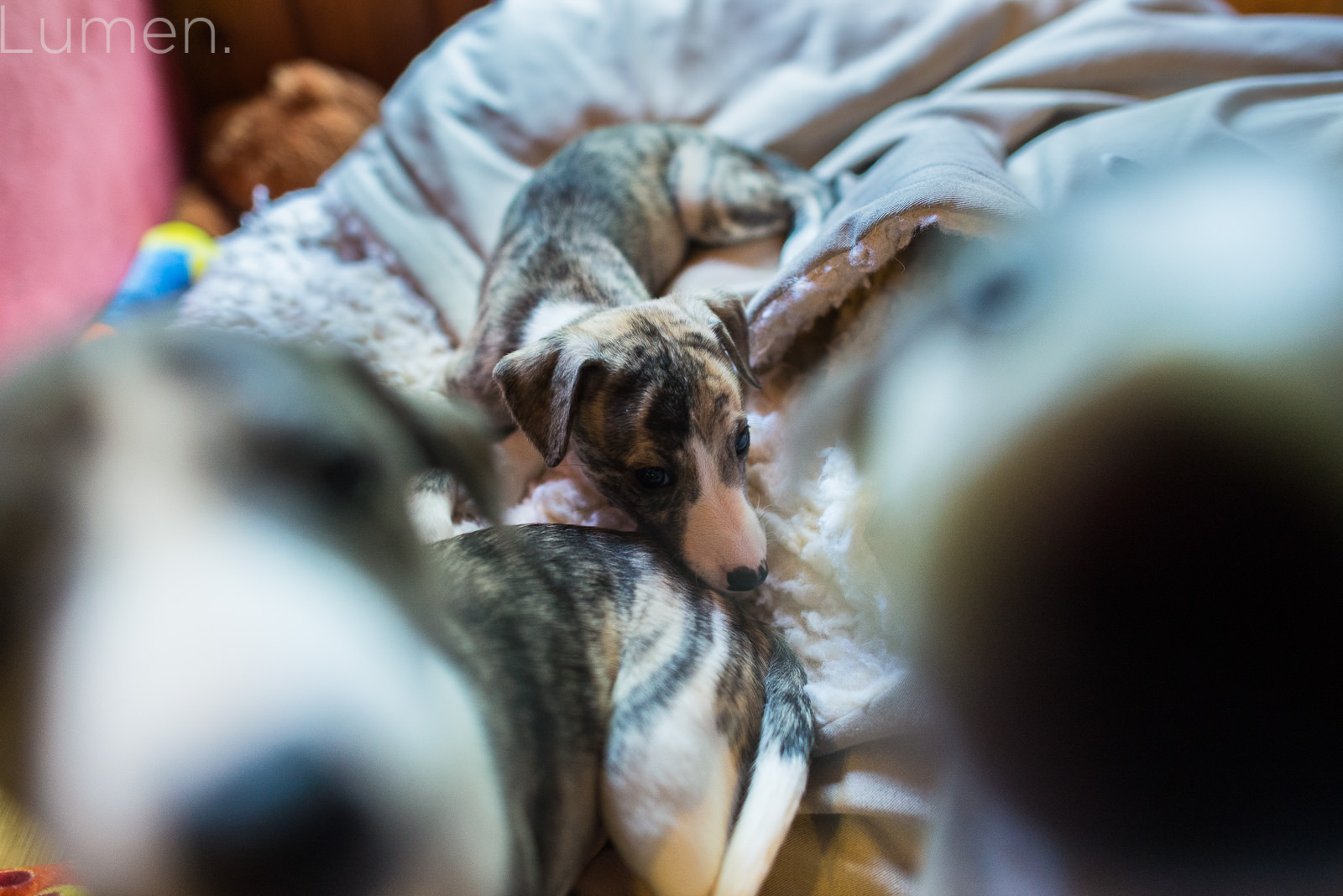 northwind whippets, puppy preview, lumen photography, adventurous photography, couture, duluth, minneapolis, minnesota, whippet, dog