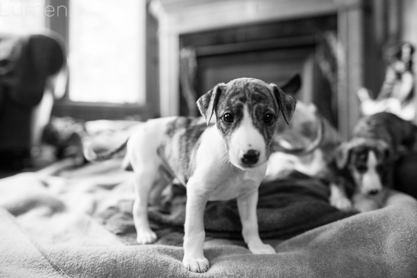 puppy preview, lumen photography, adventurous photography, couture, duluth, minneapolis, minnesota, whippet, dog