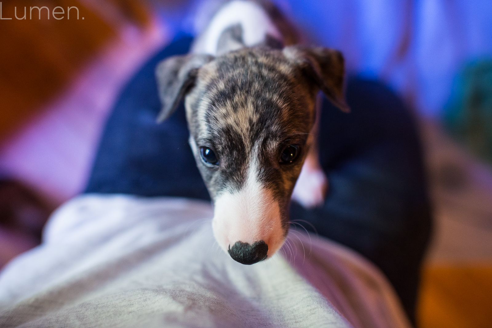 northwind whippets, puppy preview, lumen photography, adventurous photography, couture, duluth, minneapolis, minnesota, whippet, dog