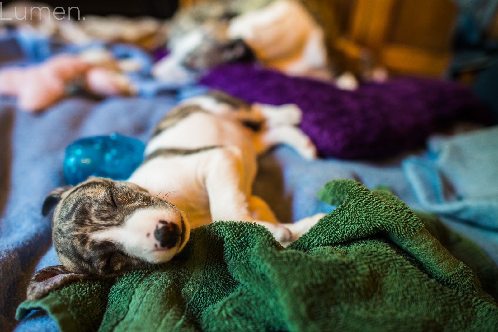 northwind whippets, puppy preview, lumen photography, adventurous photography, couture, duluth, minneapolis, minnesota, whippet, dog