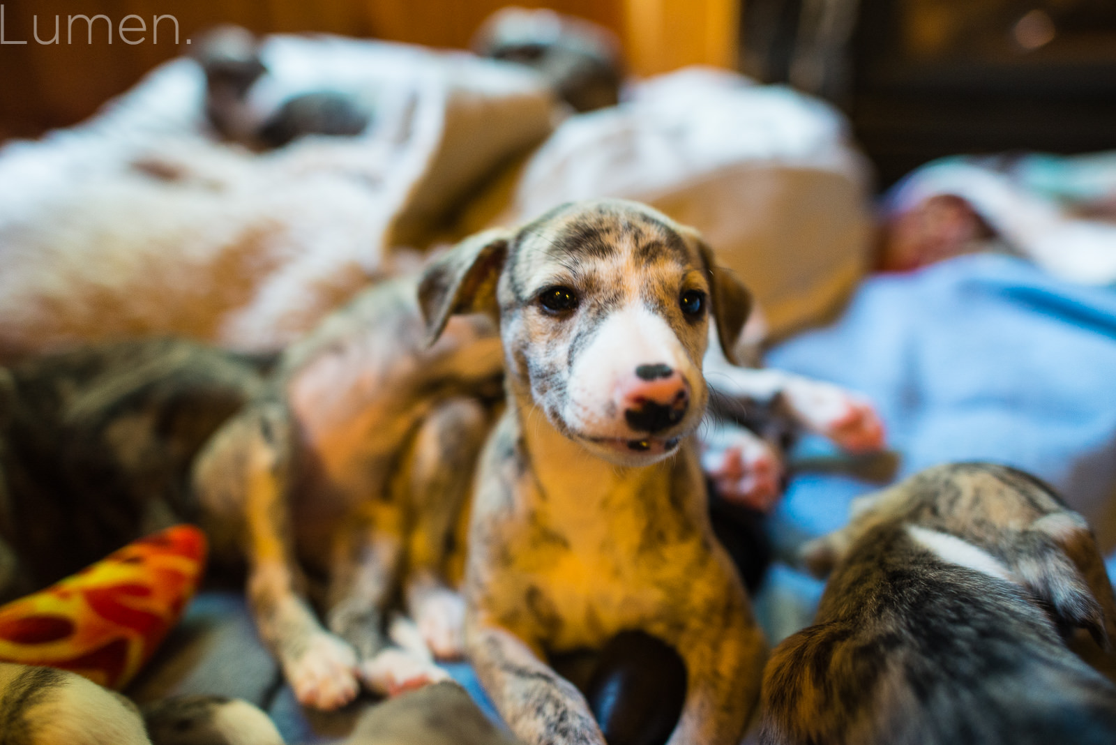 northwind whippets, puppy preview, lumen photography, adventurous photography, couture, duluth, minneapolis, minnesota, whippet, dog