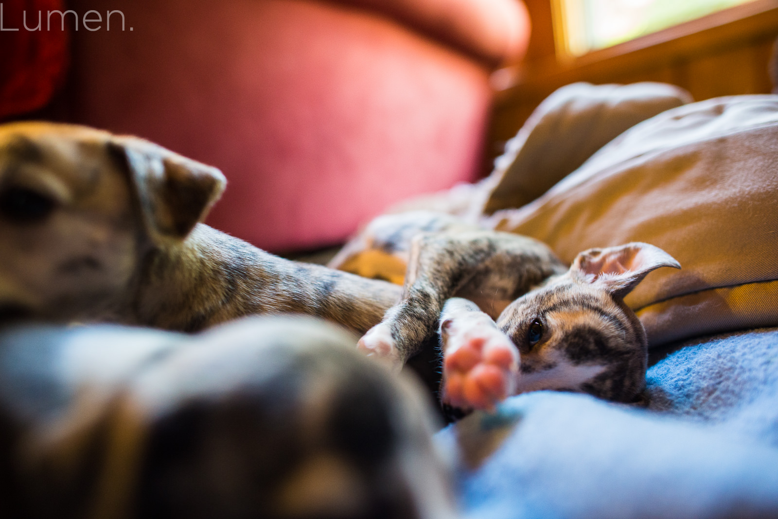 northwind whippets, puppy preview, lumen photography, adventurous photography, couture, duluth, minneapolis, minnesota, whippet, dog