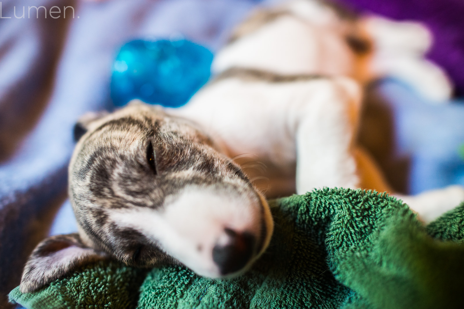 northwind whippets, puppy preview, lumen photography, adventurous photography, couture, duluth, minneapolis, minnesota, whippet, dog