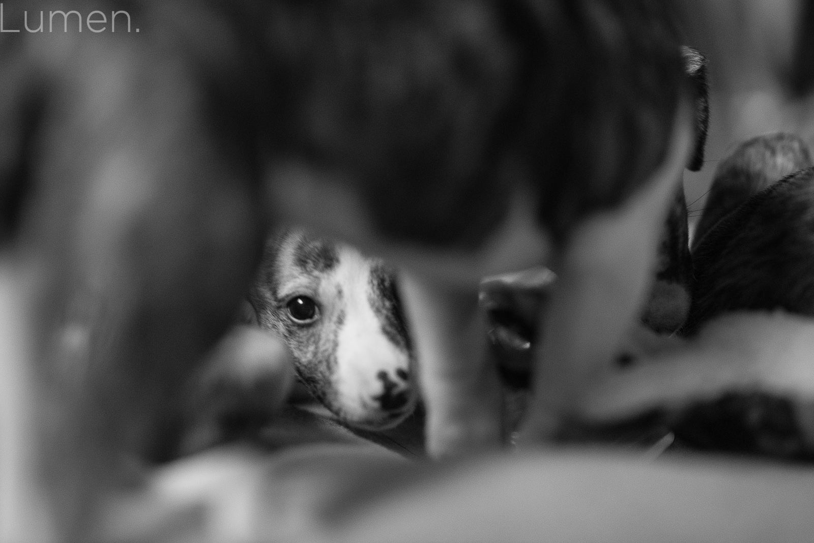 puppy preview, lumen photography, adventurous photography, couture, duluth, minneapolis, minnesota, whippet, dog