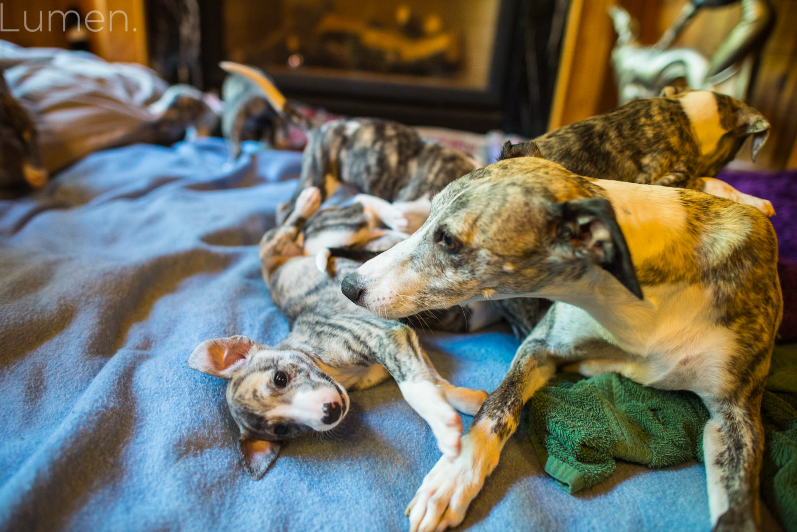 northwind whippets, puppy preview, lumen photography, adventurous photography, couture, duluth, minneapolis, minnesota, whippet, dog