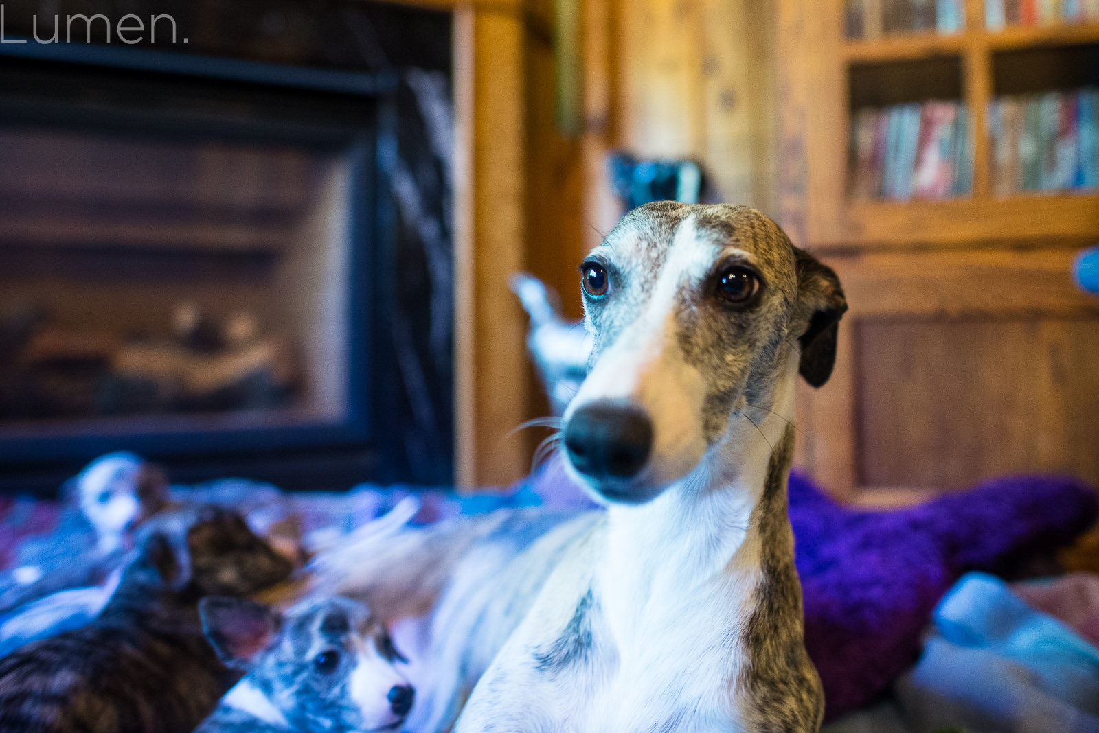 puppy preview, lumen photography, adventurous photography, couture, duluth, minneapolis, minnesota, whippet, dog