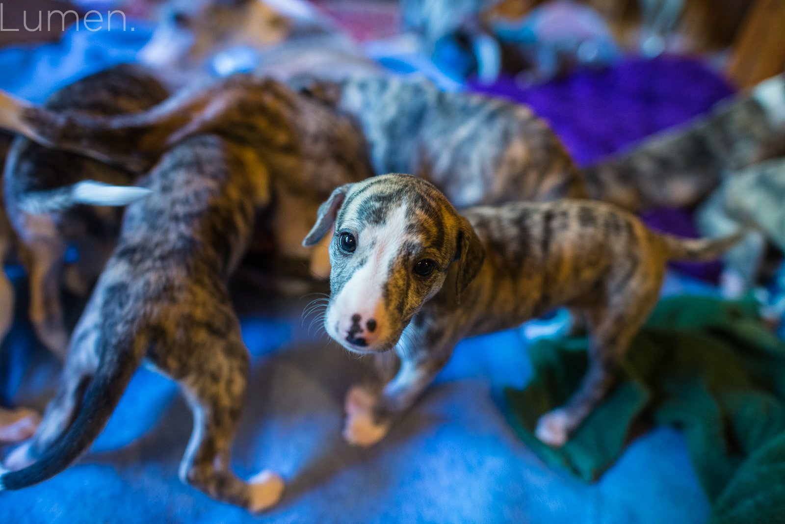 northwind whippets, puppy preview, lumen photography, adventurous photography, couture, duluth, minneapolis, minnesota, whippet, dog