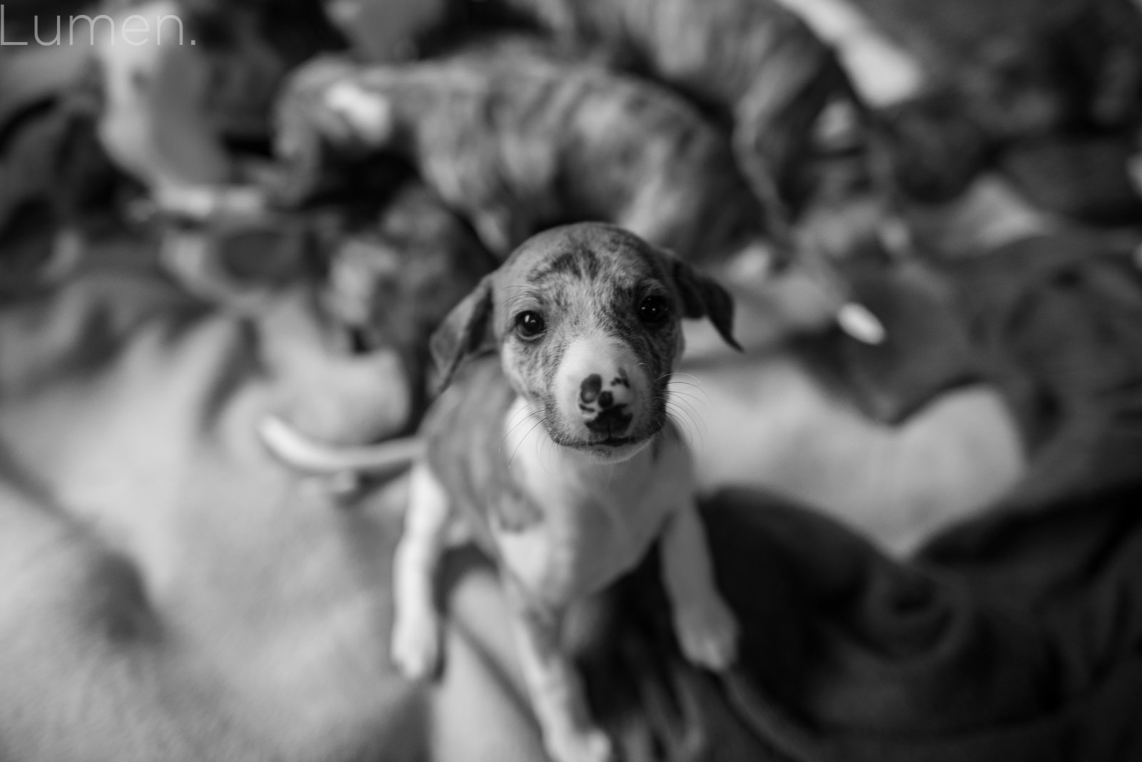 puppy preview, lumen photography, adventurous photography, couture, duluth, minneapolis, minnesota, whippet, dog