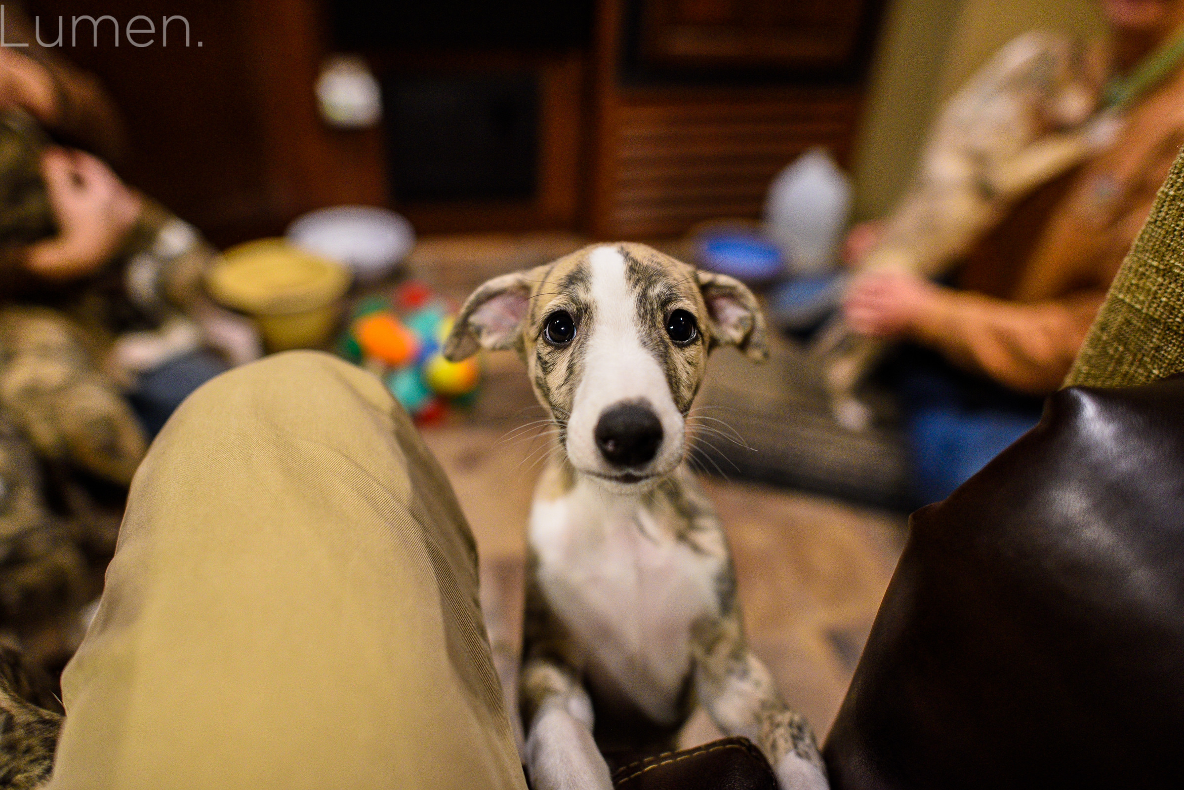 mn whippets, puppies, lumen photography, adventurous photography