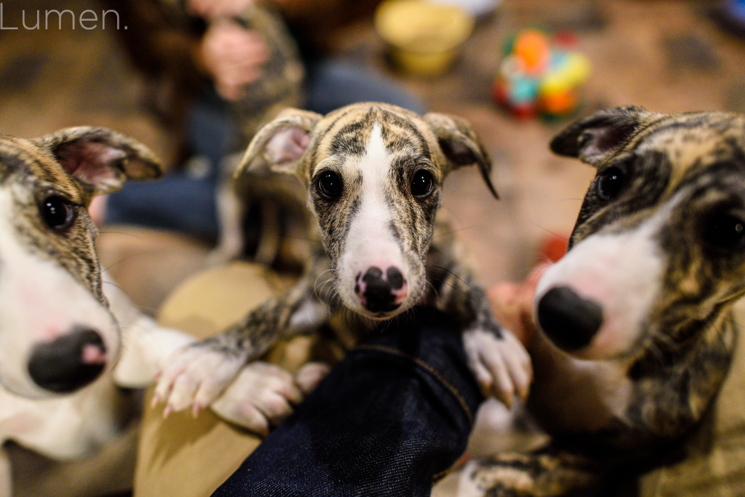 mn whippets, puppies, lumen photography, adventurous photography