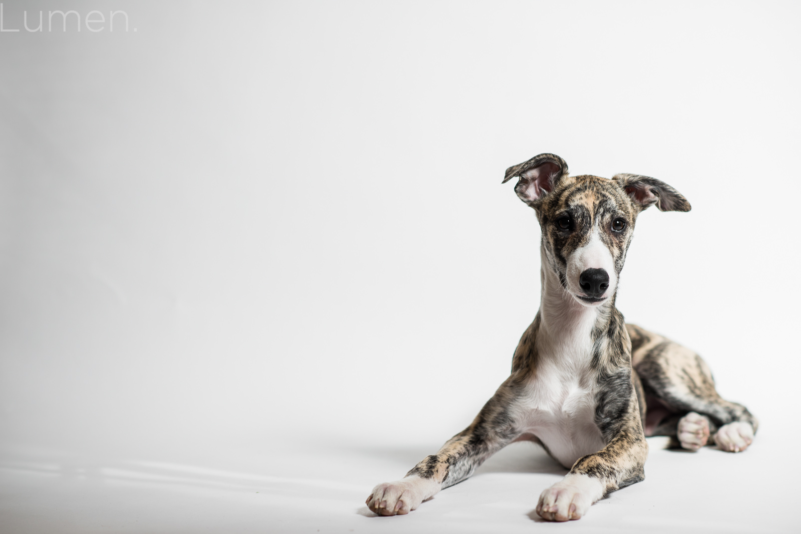 minneapolis mini sessions, lumen photography, adventurous photography, pet sessions, dog photography, judge the whippet