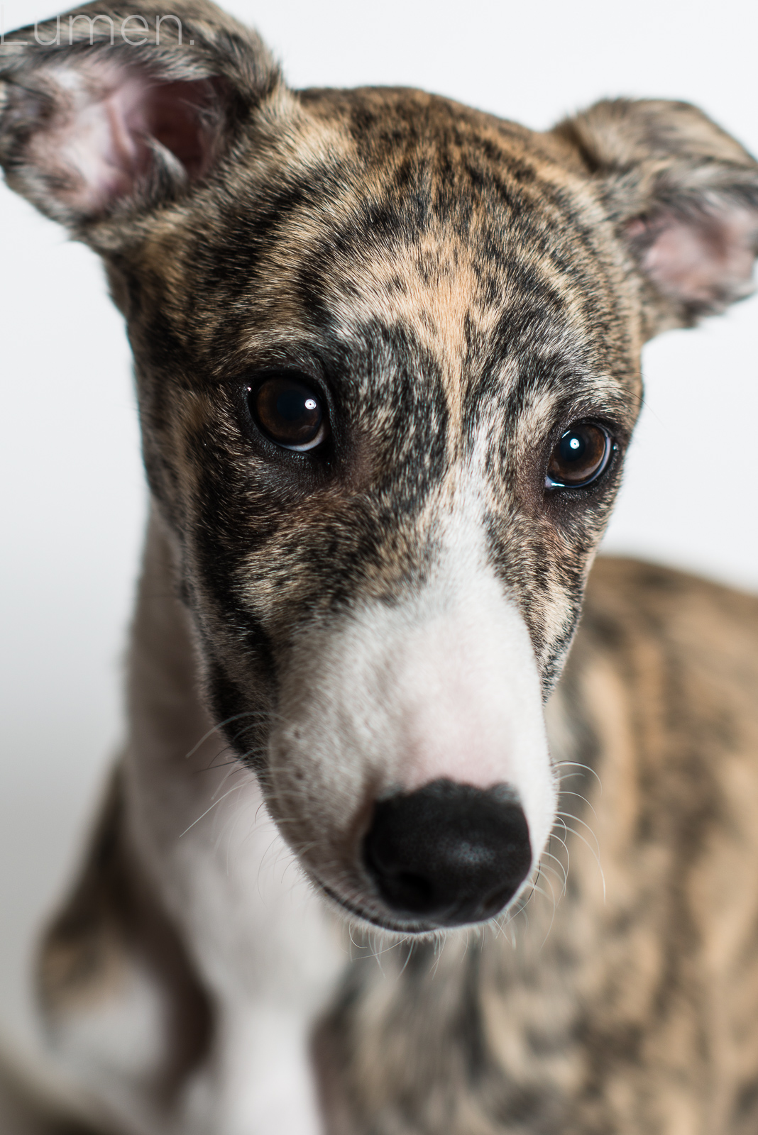 minneapolis mini sessions, lumen photography, adventurous photography, pet sessions, dog photography, judge the whippet