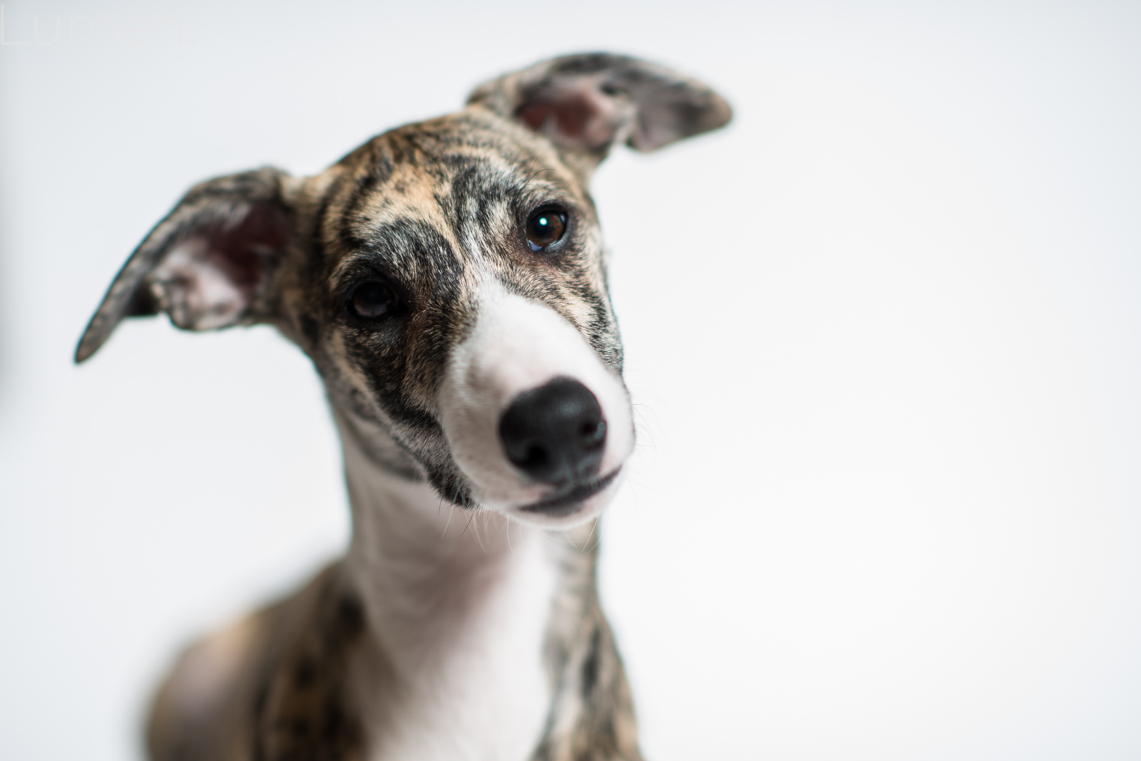 minneapolis mini sessions, lumen photography, adventurous photography, pet sessions, dog photography, judge the whippet