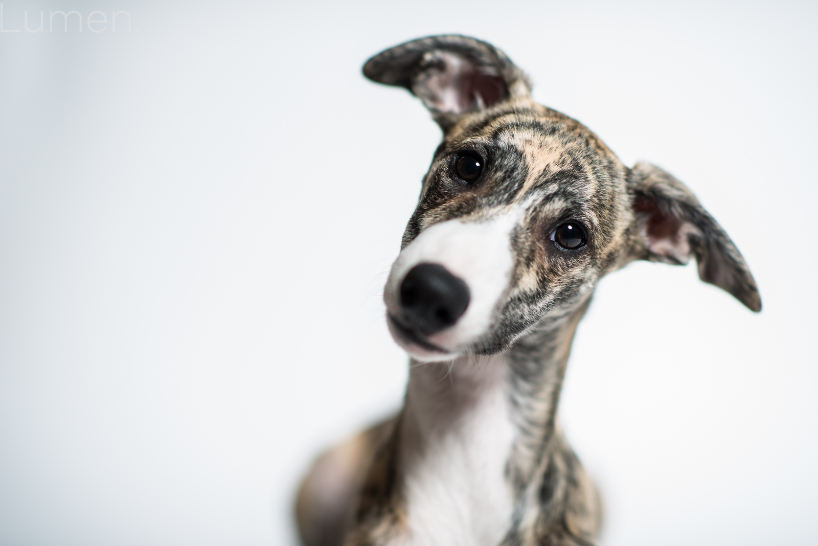 minneapolis mini sessions, lumen photography, adventurous photography, pet sessions, dog photography, judge the whippet