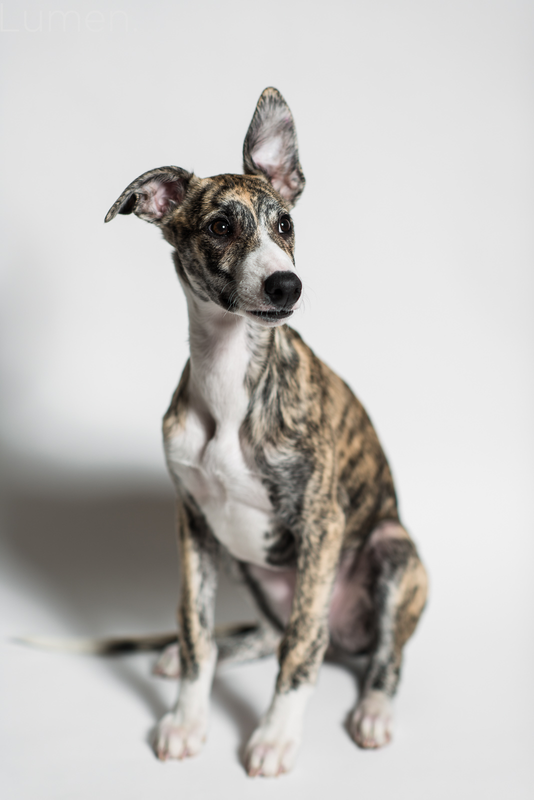 minneapolis mini sessions, lumen photography, adventurous photography, pet sessions, dog photography, judge the whippet